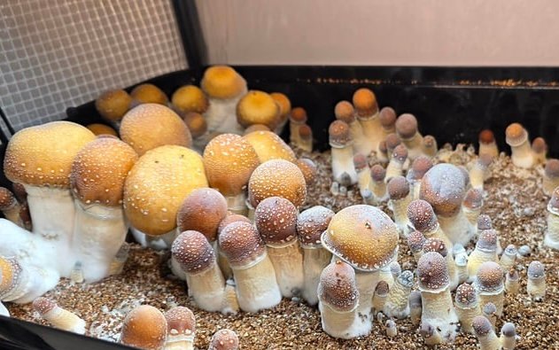 Penis Envy
